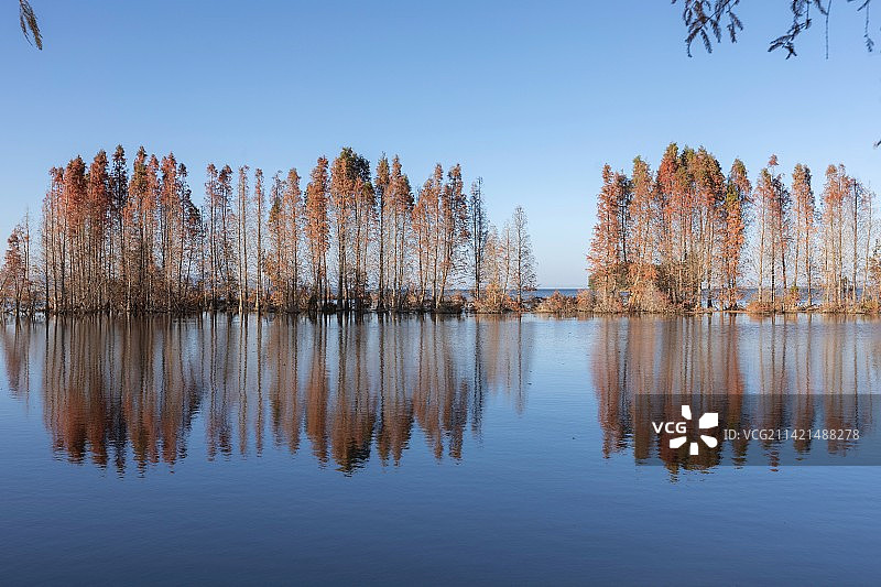 中国云南昆明滇池湿地水杉林湿地风景图片素材