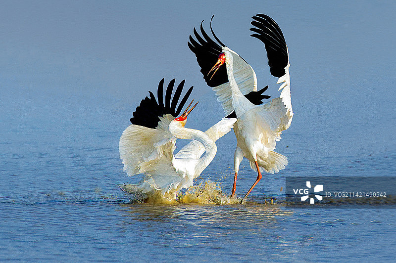 白鹤调情图片素材