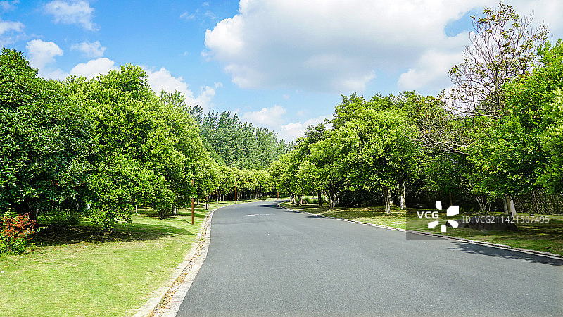 蓝天白云下的林荫大道图片素材