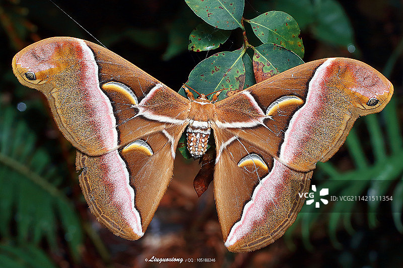 大蚕蛾图片素材