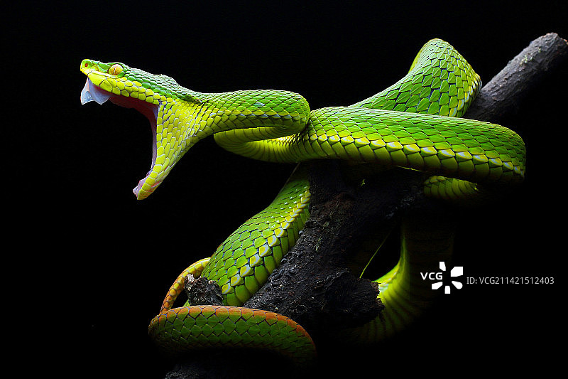 白唇竹叶青图片素材