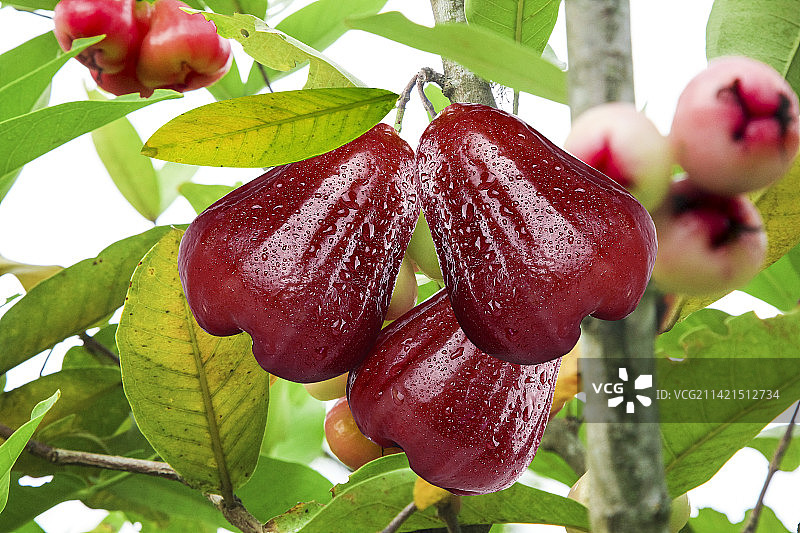 深底上的黑金刚莲雾图片素材