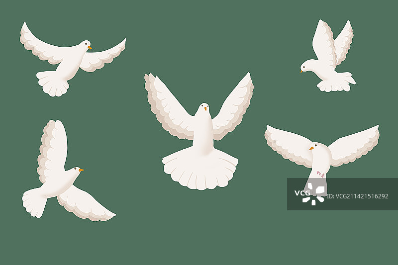 鸽子不同飞翔状态合集图片素材