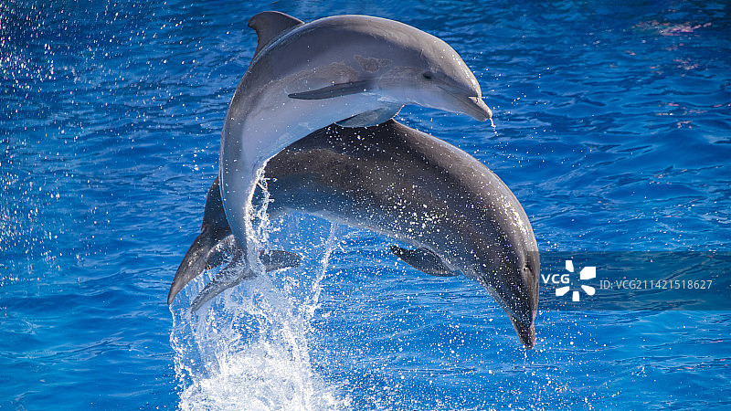比翼双飞图片素材