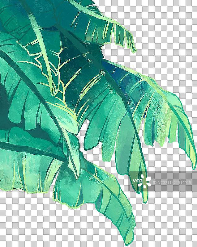 芭蕉叶图片素材