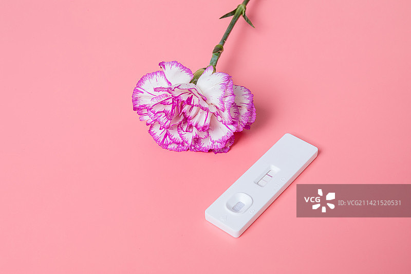 粉色背景中的一根验孕棒和一枝康乃馨图片素材