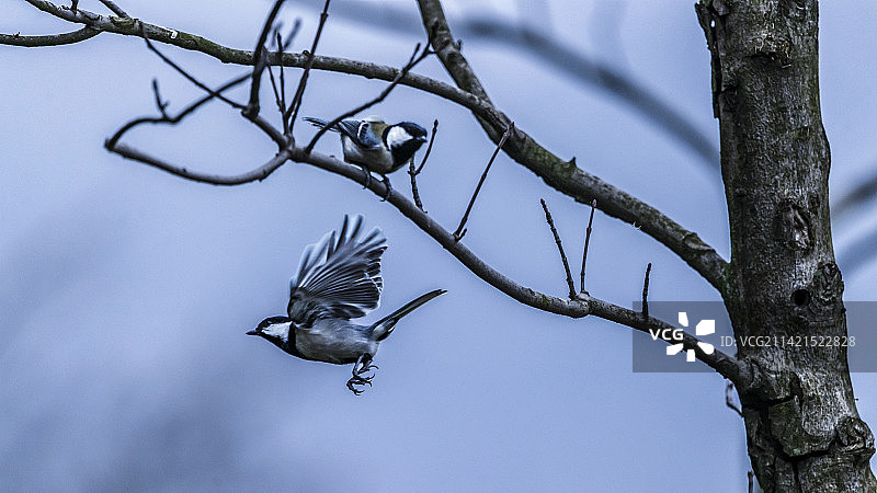 大山雀图片素材
