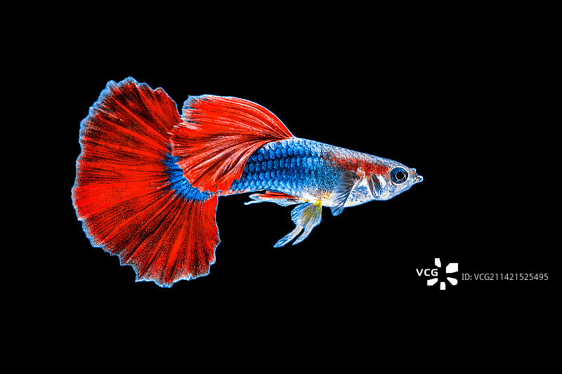 孔雀鱼图片素材