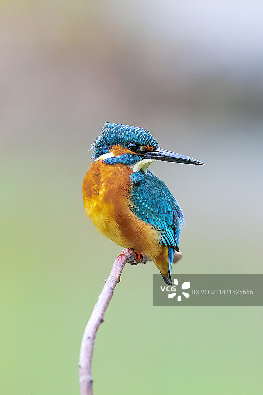 翠鸟肖像图片素材