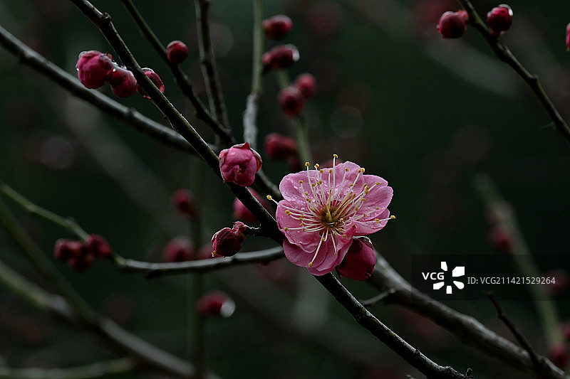 雨中梅花007_副本图片素材