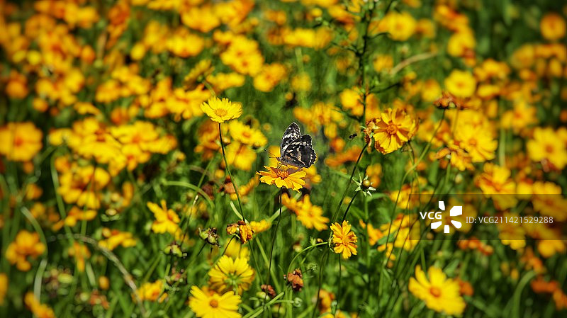 蝴蝶停花间图片素材