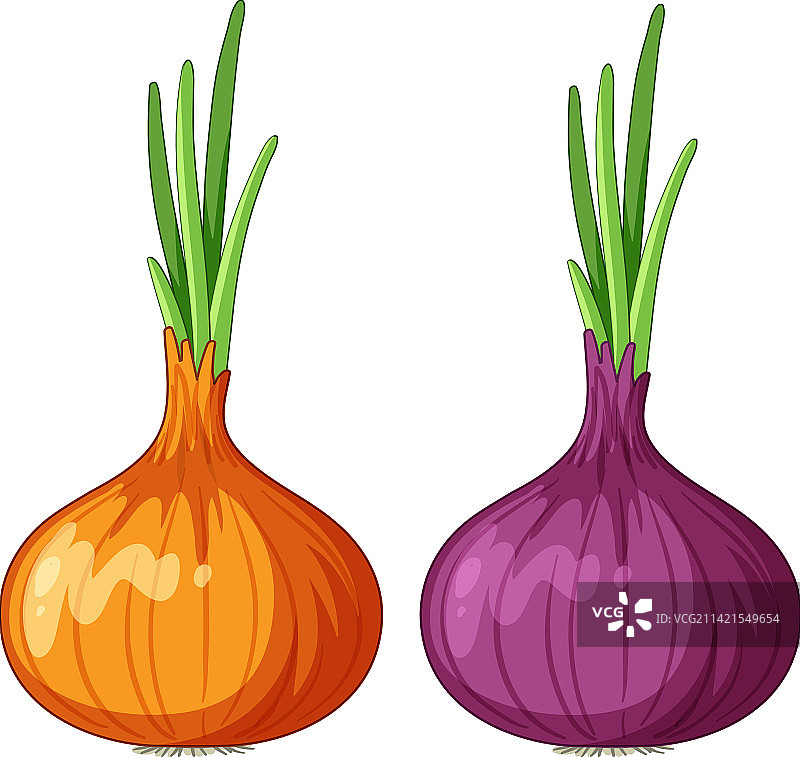 红葱和洋葱图片素材