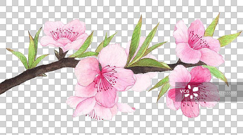 水彩手绘插画桃花 免抠元素图片素材