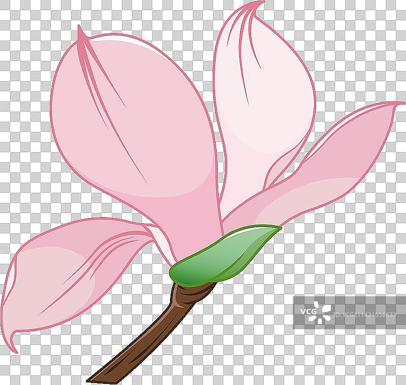 玉兰花-立春-矢量图片素材