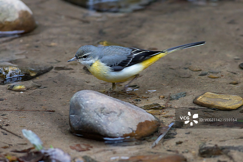 灰鹡鸰图片素材