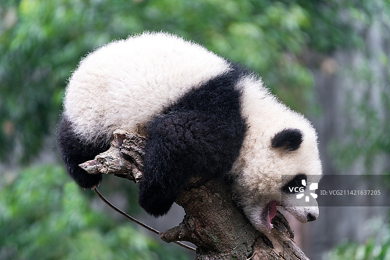 正在爬树的幼年大熊猫特写图片素材
