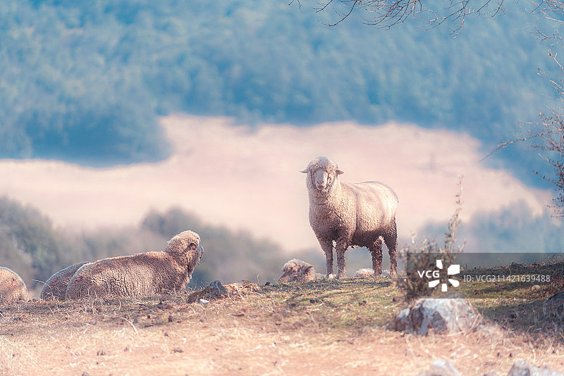 慵懒的羊群图片素材