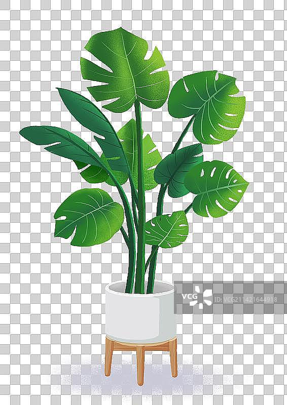 龟背竹图片素材