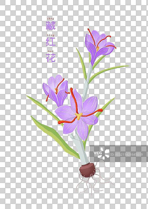 藏红花图片素材