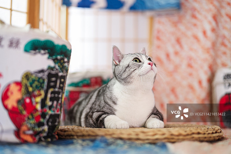 影棚室内的美短猫图片素材