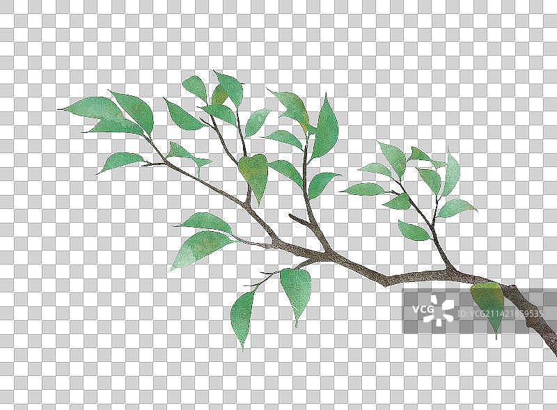 春天树枝素材图片素材