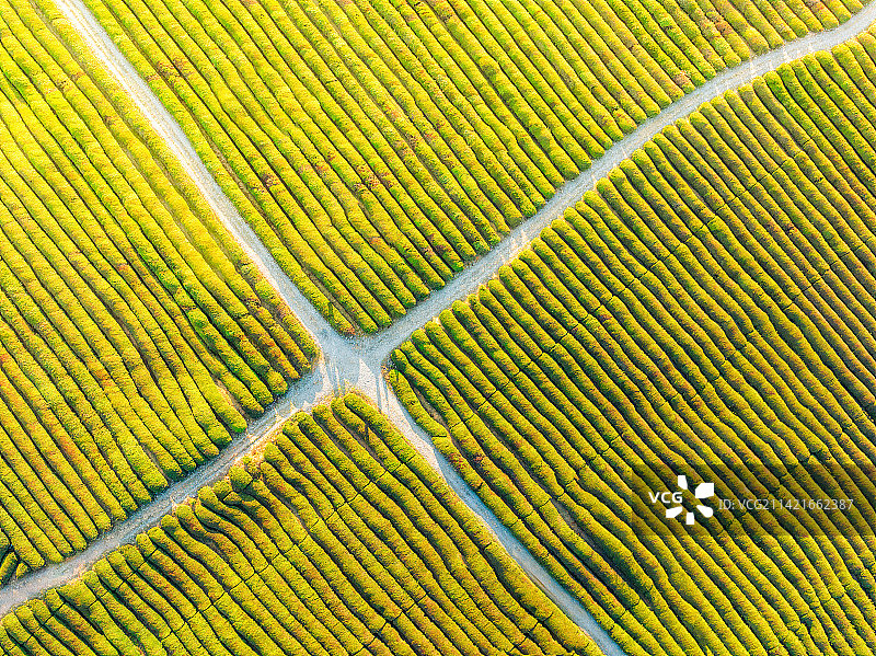 茶园、十字路口图片素材