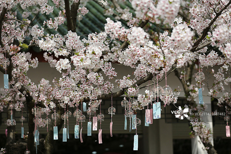 樱花 风铃图片素材
