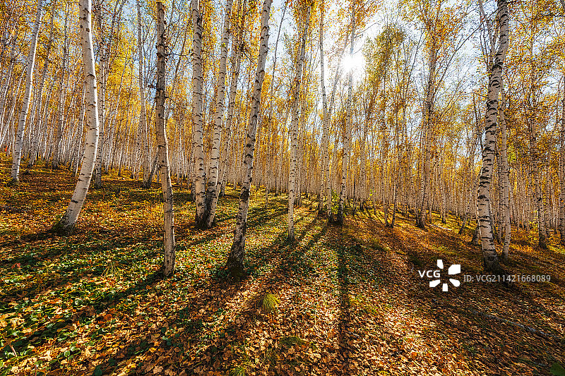 内蒙古呼伦贝尔市额尔古纳市（白桦林景区）白桦树林秋季户外风光图片素材