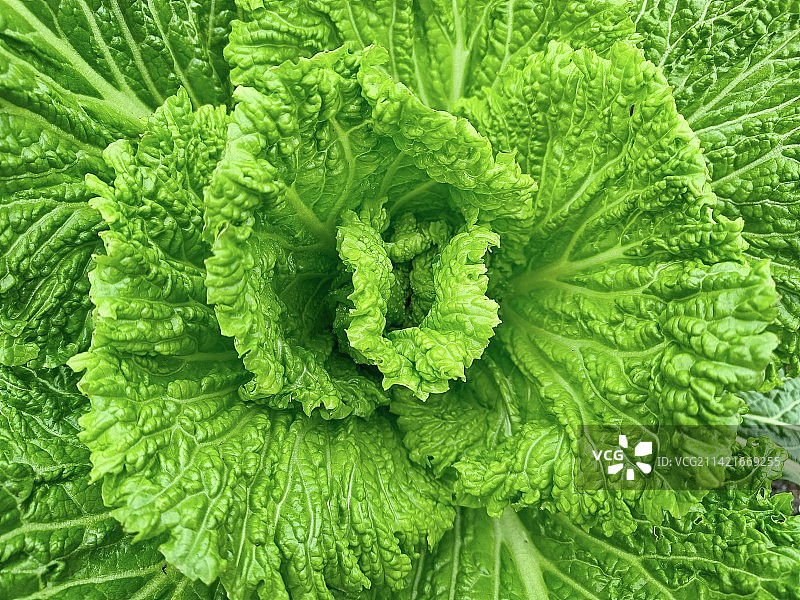鲜嫩的白菜心图片素材