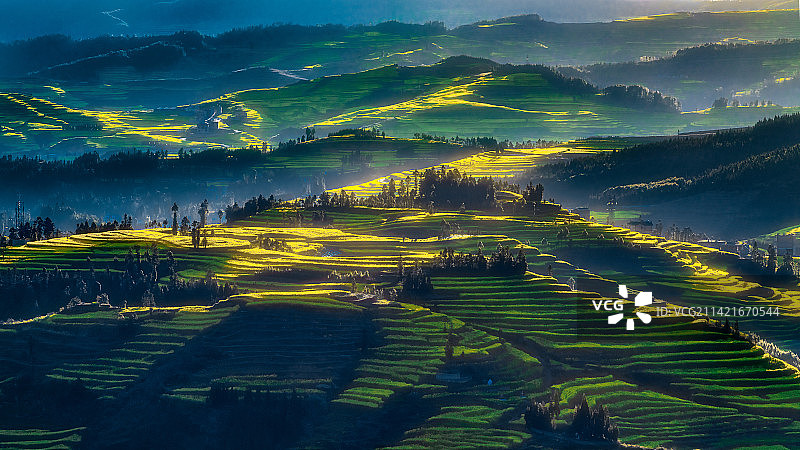 云南罗平油菜花开图片素材