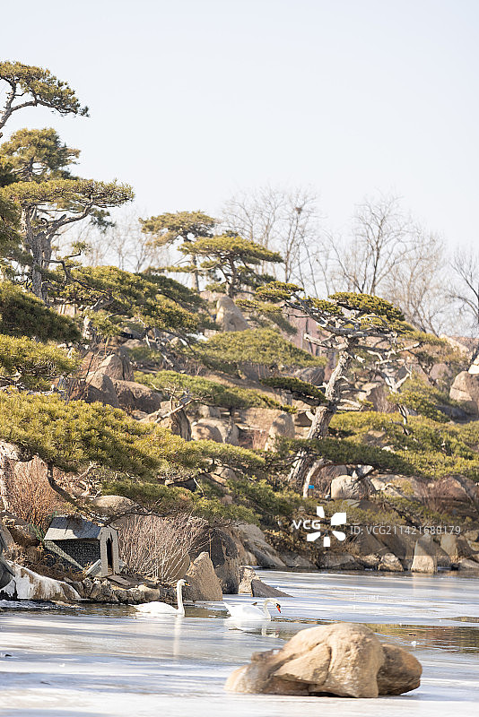 罗红摄影艺术馆冬季园林里的白天鹅图片素材