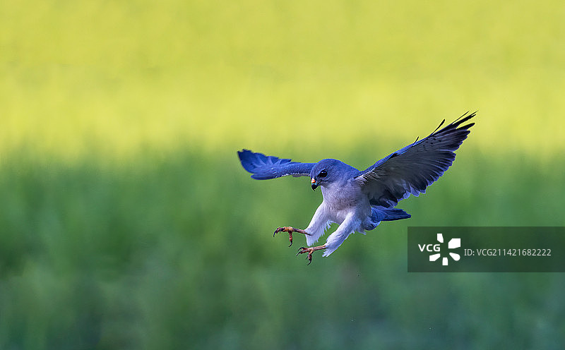 赤腹鹰1图片素材