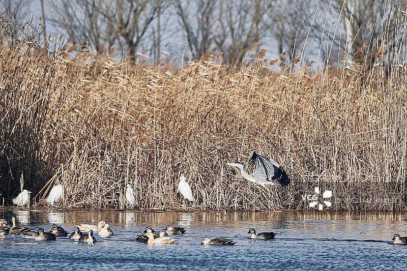 盐城丹顶鹤湿地生态旅游区景观图片素材