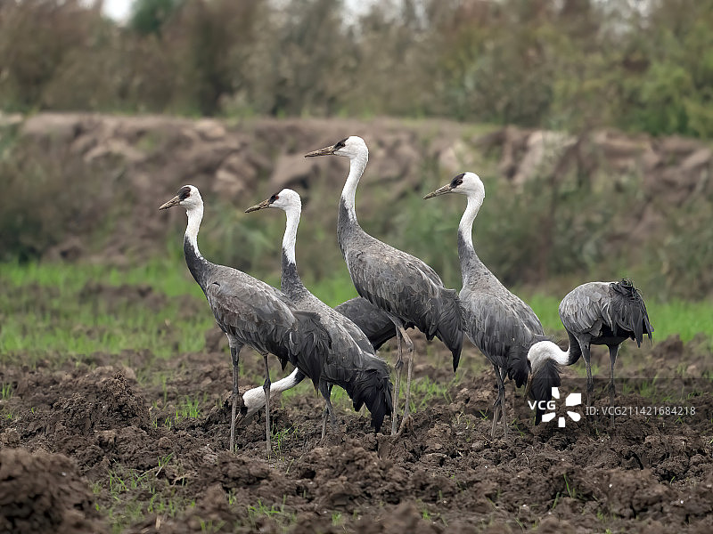 白头鹤图片素材