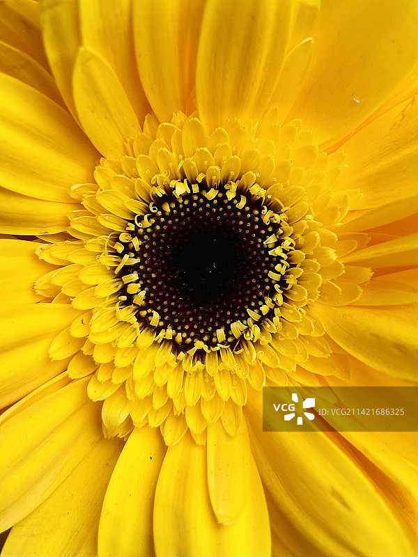 黄色雏菊的特写镜头图片素材