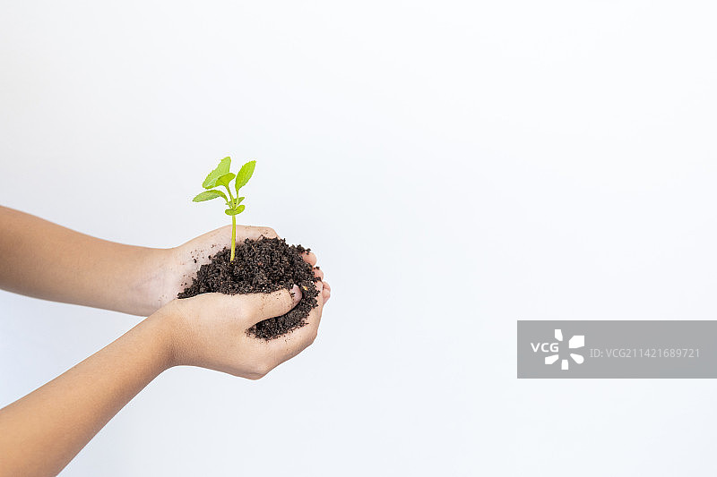 女孩子手捧着正在生长的小幼苗图片素材