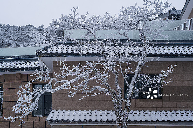 黄山雪松图片素材