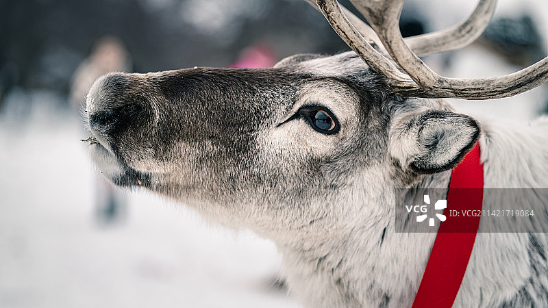 雪地里的鹿图片素材