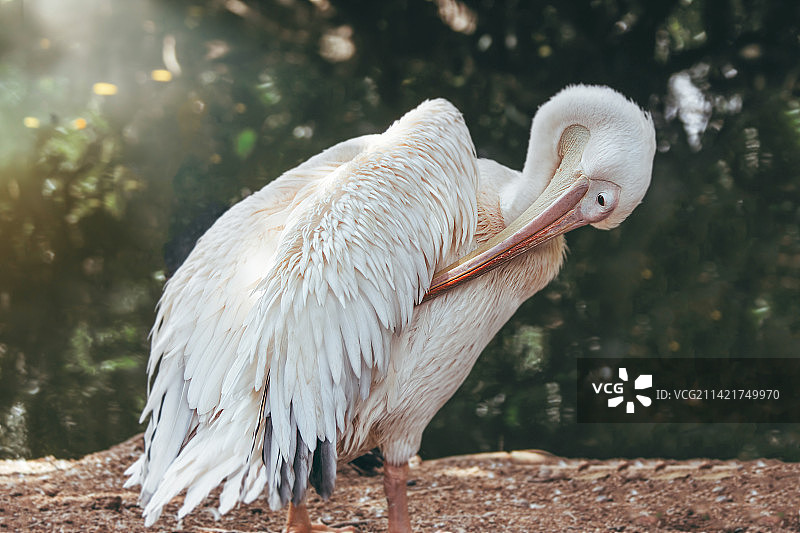 栖息在湖边的鸟的特写镜头图片素材