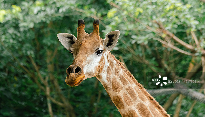 长颈鹿特写图片素材