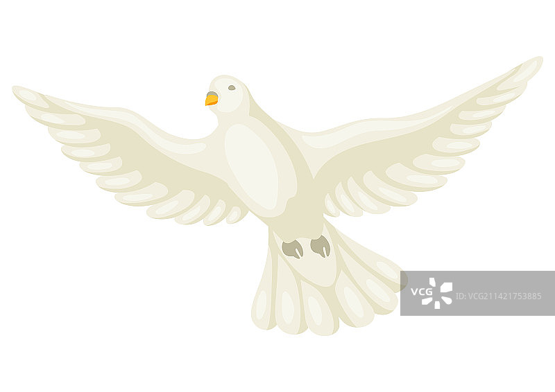 美丽的鸽子，象征信仰图片素材