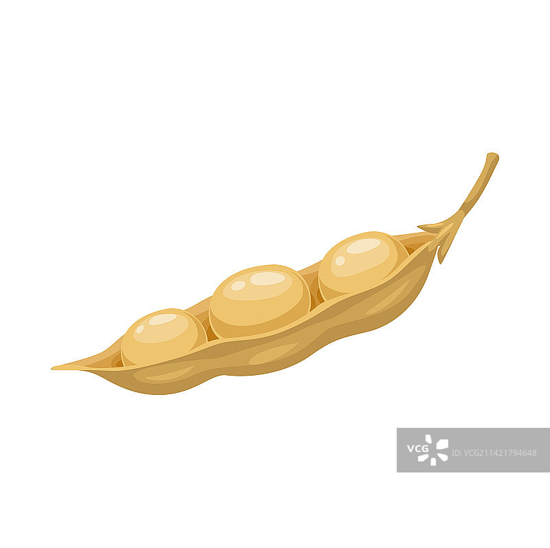 大豆和豆荚图片素材