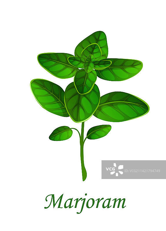 马郁兰香草调味料图片素材