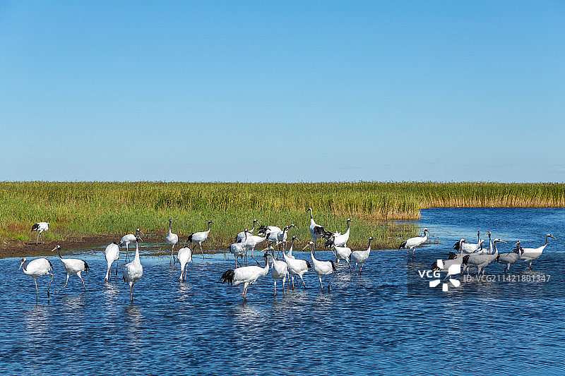 黑龙江省齐齐哈尔市扎龙国家级自然保护区丹顶鹤图片素材