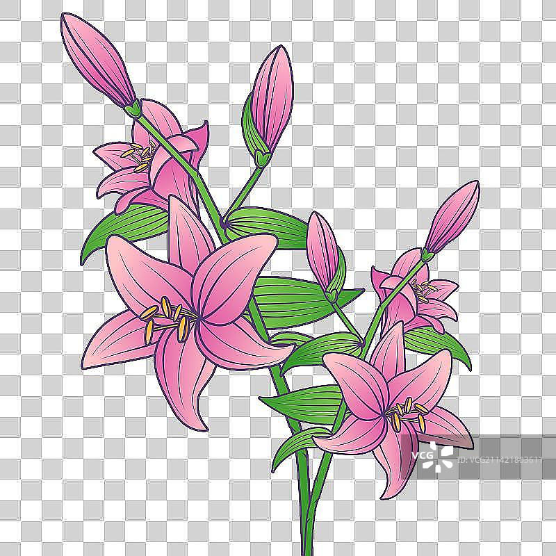 盛开的百合花图片素材