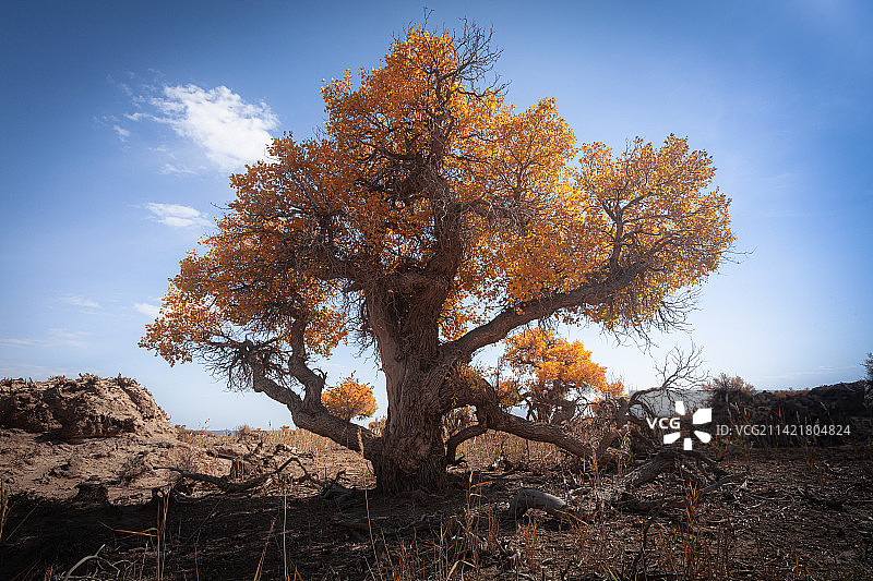 木垒胡杨金灿灿——新疆  昌吉州  木垒县图片素材