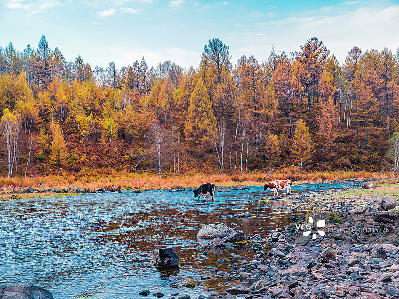 内蒙古兴安盟阿尔山森林公园不冻河秋天自然风光图片素材
