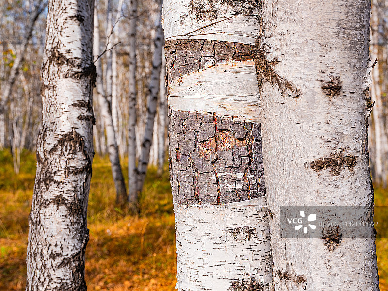 内蒙古呼伦贝尔额尔古纳白桦林风景图片素材
