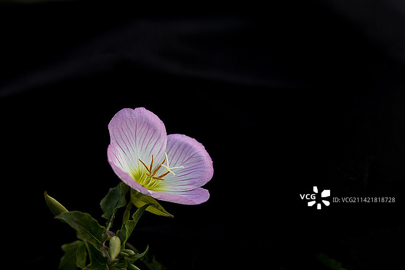 花卉-月见草图片素材