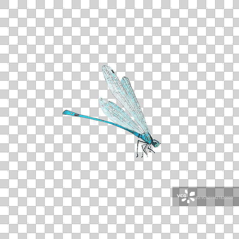 飞翔的豆娘插画图片素材